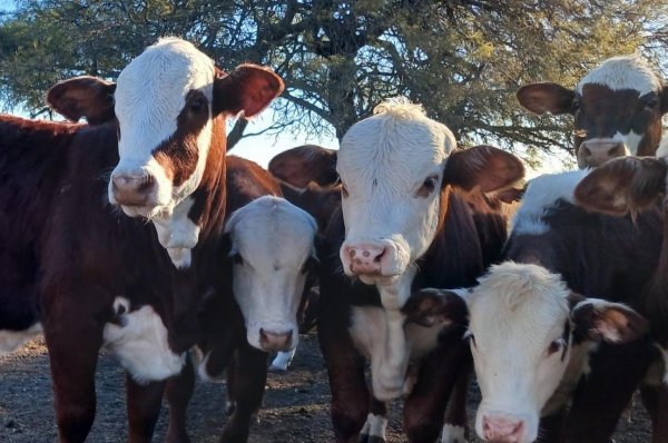 NUTRILIQ: CASOS EXITOSOS EN BUENOS AIRES Y LA PAMPA